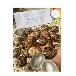 Limpet Polish Seashell Vietnam Ocean Natural Craft Material Parfait pour la décoration de table et l'art - Product Image 1