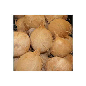 Fibra de palma de coco larga para las industrias de cepillos y tapetes de cuerda - Product Image 6