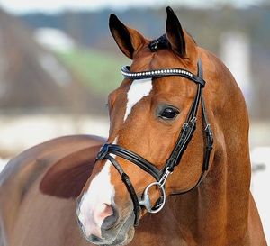 Brida de caballo anatómica de cuero indio de alta calidad Flash Noseband nueva colección doble Dressage Snaffle Horse Brida - Product Image 2