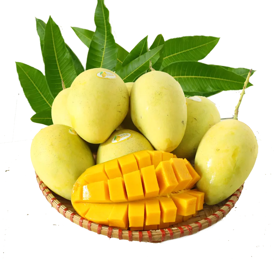 Meilleure qualité de mangue fraîche de qualité supérieure du Pakistan Meilleur type de mangue directe de la ferme à bas prix