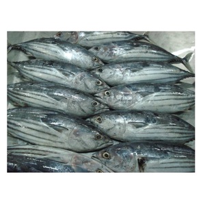 High Quality Sea Frozen <b>Fish</b> Whole Round Bonito Tuna Skipjack For Export - Product Image 1