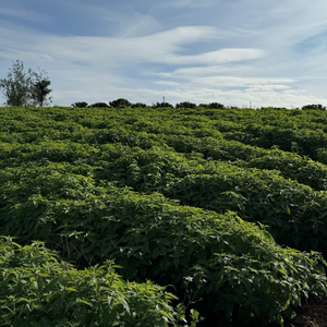 โรงงานผลิตของเล่นแมวแคทนิปขายดีที่สุด ใบแคทนิปแห้งบดขนาดเล็กสำหรับแมว จากแลมตง หวงหลิน เอสจี - Product Image 6