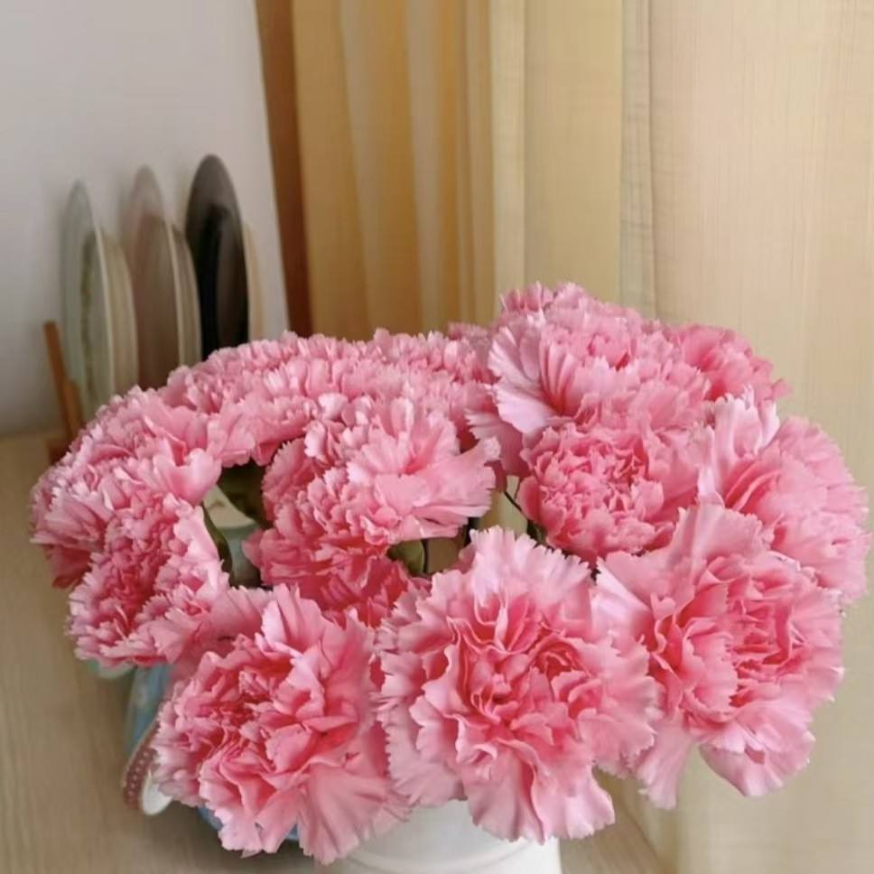 คาร์เนชั่นเพชรสีชมพู