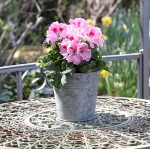 Jardinière en fer galvanisé de conception standard pour balcon, patio, jardin, forme ovale décorative, prix bas - Product Image 6
