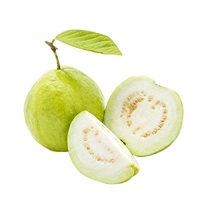 Verse Guave Fruit Biologisch 100% Natuurlijk Grote Maat Heldergroene Schil 0,20-0,25kg 24 Dagen Houdbaarheid Leverancier Beschikbaar