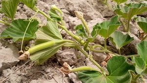Graines hybrides F1 spéciales de courge bouteille Longue Étoile de Lune, pureté 99,99%, germination 85% - Product Image 3