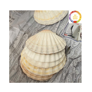 Belle forme coquilles Saint-Jacques du Vietnam meilleur choix pour la décoration de mariage d'aquarium et les acheteurs en gros - Product Image 3