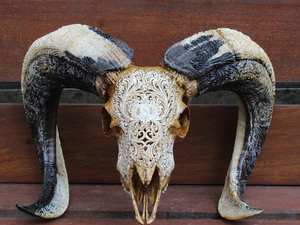 รูปปั้นควายกระทิงและกระโหลกแกะที่สวยงามแกะสลักด้วยมือมีเขาอันงดงามผนังเก๋ไก๋และการตกแต่งที่โดดเด่นทางวัฒนธรรม - Product Image 2