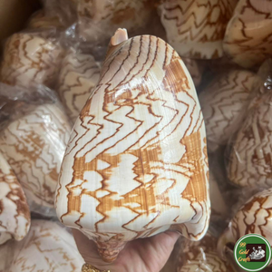Decoración Artesanal de Conchas Marinas Hechas con Conchas Naturales para Manualidades Decorativas y Diseño Personalizado Vietnam - Product Image 1