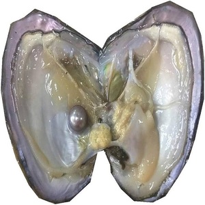 Fruits de mer japonais frais de haute qualité-Huîtres décortiquées congelées dans une boîte Vaisselle d'eau douce en gros - Product Image 6