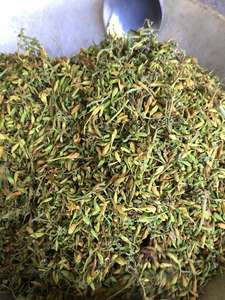 Qualité supérieure Fleur de Papaye Mâle Séchée Tisane Ingrédient Naturel Detox Foie Cleanse Bulk Wholesale Export - Product Image 4