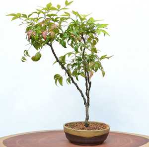 Commerce de gros pot classique artificiel en céramique émaillée mini bonsaï maceta de bonsaï penjing bol en céramique fait à la main - Product Image 5