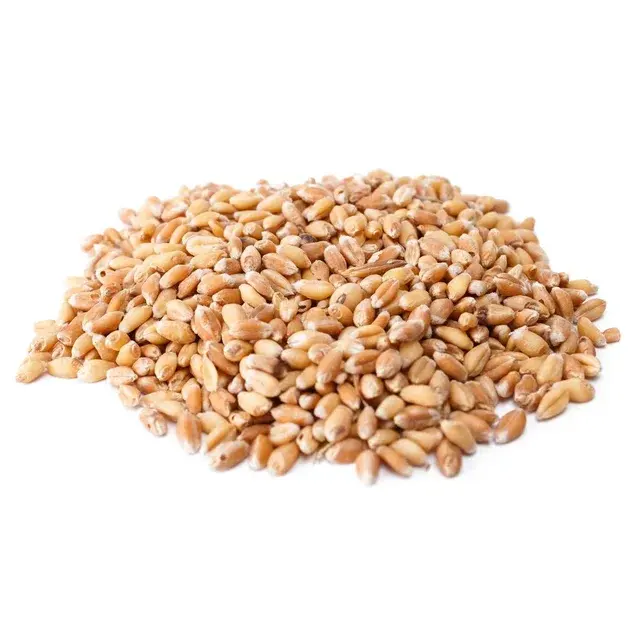 Fournisseur en vrac vendant du blé biologique 100% de qualité supérieure/grain de blé à bas prix/disponible