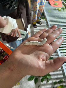 Coton Cocon de soie pour une exfoliation douce et un nettoyage prêt pour la commande en gros Produit en fibre de soie de qualité supérieure - Product Image 5