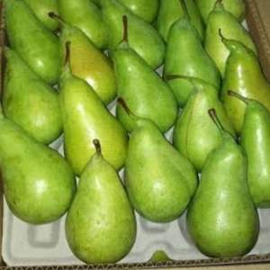 Pêres de conférence de qualité supérieure, de qualité d'exportation de classe I, sucrées, juteuses, riches en fibres, fraîches, vente en gros avec chaîne du froid mondiale - Product Image 4