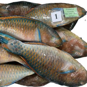 Pescado Loro Congelado de Alta Demanda, Entero y Redondo, Exportador Mayorista - Product Image 6