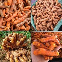 Hoge kwaliteit verse kurkumawortel, Vietnam oorsprong, in doos verpakt, Kim Minh International Food Processing & Industrial Use
