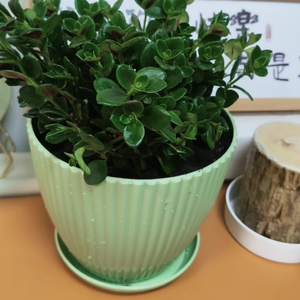 Pavico เวียดนามคลาสสิกยีราฟสร้างต้นไม้ PP วัสดุพลาสติกเป็นมิตรกับสิ่งแวดล้อมทนทานใช้ในสวน - Product Image 4