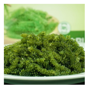 <b>Fresh</b> Sea <b>Grapes</b> Vietnam Texture with Natural Ocean Flavor Ideal for Fine Dining Salad Menus and High End Culinary Creations - Product Image 5