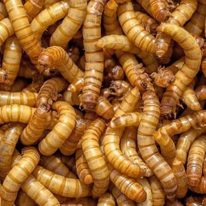 หนอนอาหารสำหรับผู้ใหญ่แบบแห้งเร็วพิเศษสำหรับปลาหมูวัวการผสมพันธุ์/การโหลดอาหารธัญพืช-รวมหนอน - Product Image 3