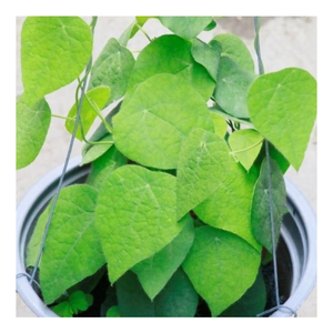 พุดดิ้งใบเยลลี่หญ้าสีเขียวอบแห้งทำจากเยลลี่ใบไม้สีเขียว - Product Image 4