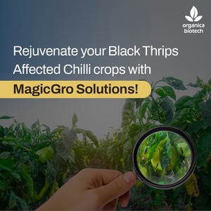 โปรโมเตอร์การเจริญเติบโตของพืชสำหรับพริก - Product Image 2