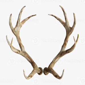 เขากวางเรดเขากวางธรรมชาติแบบพรีเมี่ยมจากแหล่งใหญ่ของสัตว์เลี้ยงม้าสำหรับสหรัฐอเมริกา - Product Image 5