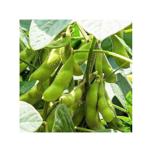 Suministro de Granos de Soja Orgánica de Brasil en Contenedores y Buques de Carga a Granel para Compradores Globales - Product Image 4