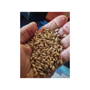Semillas de cebada de calidad de exportación mantenido en reserva para envíos a granel confiables y flujo comercial - Product Image 1