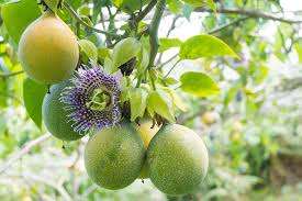 Planta de maracuyá - Product Image 4