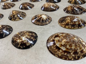Coquille de mer pour décoration-Coquille d'escargot pour allaitementAbalone Shell - Limpet Murex Operculum - Product Image 5