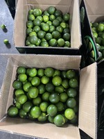 VENTE EN GROS FRUIT CITRON FRAIS/LIME FRAIS/LIME SANS GRAINES FRUITS DU VIETNAM POUR L'EXPORTATION W/A: 0084909740687