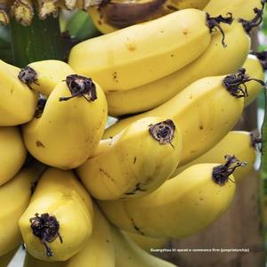 กล้วยเขียวสดจากแอฟริกาปลอดสารพิษเวียดนามส่งออกไปยังสหภาพยุโรปญี่ปุ่น - Product Image 4