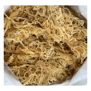 มอสทะเลไอริชสีทองแบบเค็มมอสจากเวียดนาม Eucheuma cottonii สีเหลือง/สีม่วงแห้ง - Product Image 5