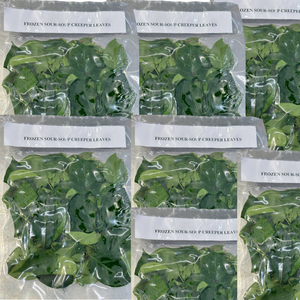 Hojas de Giang congeladas de fábrica de Vietnam/hojas de río o hojas de enredadera de Guanábana con calidad superior para exportar a todo el mundo - Product Image 2