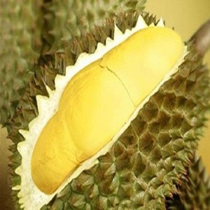 Poudre de durian (procédé lyophilisé) - Product Image 2