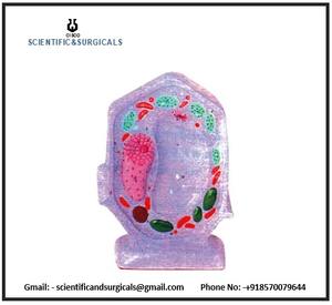 แบบจำลองเซลล์พืชทั่วไปสำหรับการสอนและการศึกษาด้านวิทยาศาสตร์การแพทย์ - Product Image 3