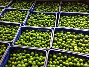 มะนาวเขียวสดไร้เมล็ดสีเขียวธรรมชาติ100% ผลไม้ส้มสดส่งจาก99โกลด์ - Product Image 2