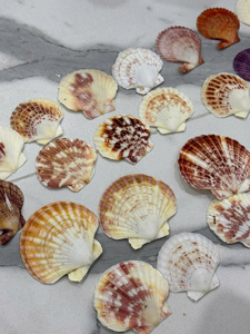 Venta al por mayor de conchas marinas vieiras blancas naturales, conchas grandes para decoración del hogar, manualidades, regalos hechos a mano, Vietnam - Product Image 5