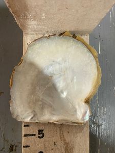 Conchas de nácar natural en tamaño de 5 pulgadas adecuadas para una variedad de aplicaciones técnicas ideales para reventa - Product Image 3