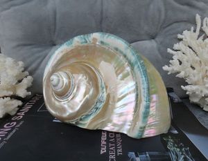 เปลือกหอยขนาดใหญ่เทอร์โบมาร์มอราตัสสมบัติทะเลธรรมชาติจากเวียดนามเหมาะสำหรับเป็นของขวัญร้านค้าจอแสดงผลเทอร์โบมาร์มอราตัส - Product Image 4