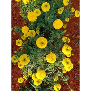 ส่วนประกอบดอกไม้ SW 502 MARIGOLD - Product Image 3