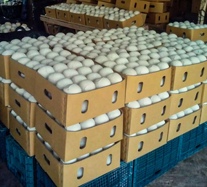 Coco Entero Pulido Premium - Seleccionado a Mano y Limpio a Máquina - Product Image 4