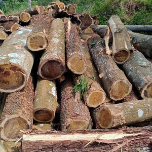 Bûche en bois d'acacia/bois scié du Vietnam de qualité supérieure à un prix compétitif pour le revêtement de sol/meubles et autres objets en bois - Product Image 1