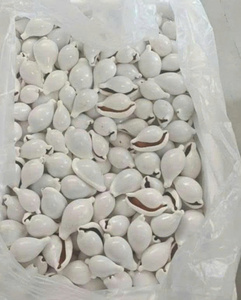 เปลือกหอยวัวธรรมชาติแบบพรีเมี่ยมอุปกรณ์งานฝีมือเครื่องประดับส่งออกคุณภาพ - Product Image 3