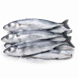 Atún Fresco/Congelado Entero Redondo IQF, Proveedor de Exportación de Pescado - Product Image 6