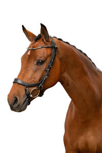 Brida deportiva de Venta caliente en cuero negro de alta calidad portátil y precio competitivo del exportador indio - Product Image 2