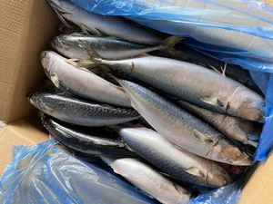 ปลาแมคเคอเรลแช่แข็งคุณภาพสูง ราคาพิเศษ สำหรับทำอาหาร - Product Image 5