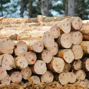 유칼립투스 나무 톱 목재 건설 목재를 공장 가격으로 판매