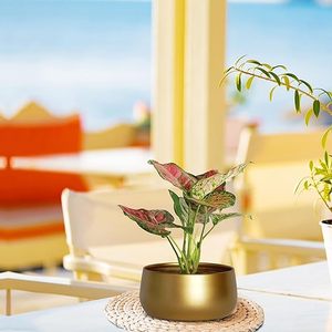 Venta al por mayor de macetas de flores de metal dorado para sala de estar, dormitorio, decoración interior del jardín del hogar al mejor precio - Product Image 4